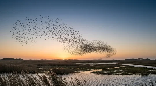 Thousands of starlings forming dramatic dark patterns against golden sunset sky over Danish marshlands