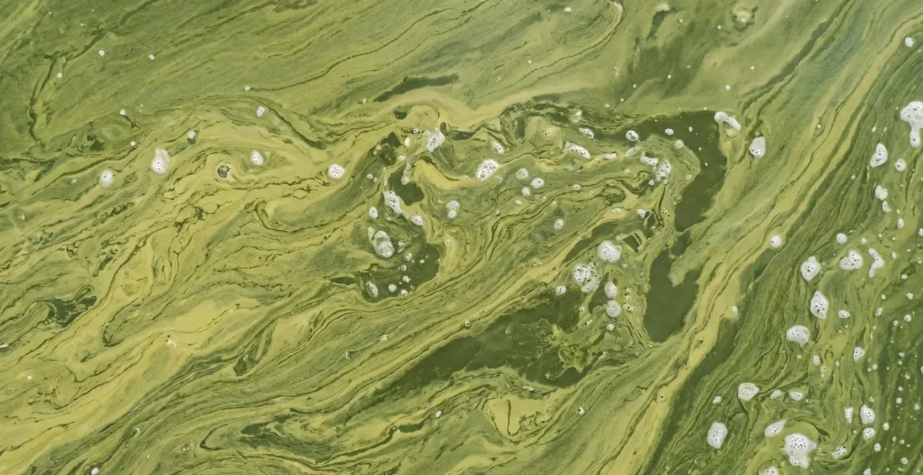 Surface water texture showing blue-green algae bloom patterns in Baltic Sea waters