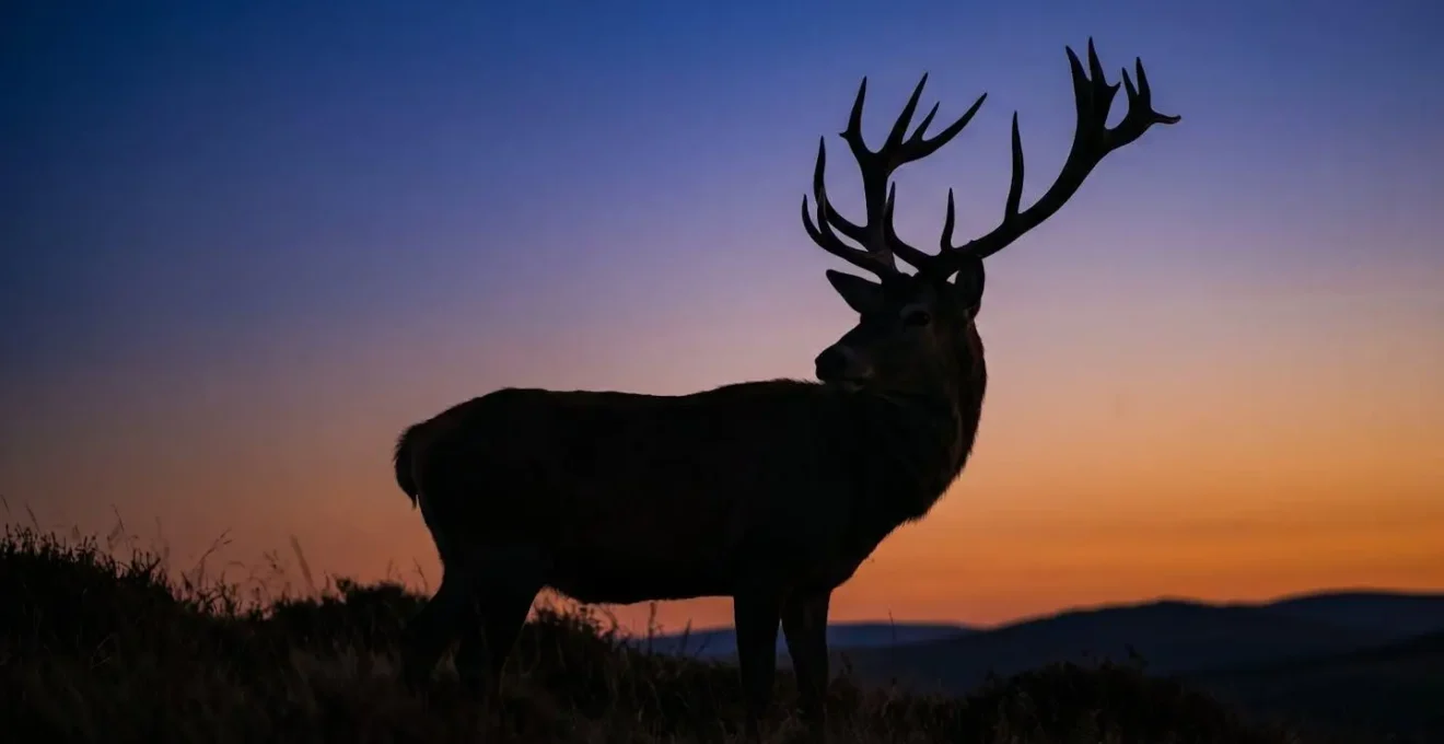 Dramatic silhouette photograph of red deer stag with backlit antlers against twilight sky showing artistic use of shadows