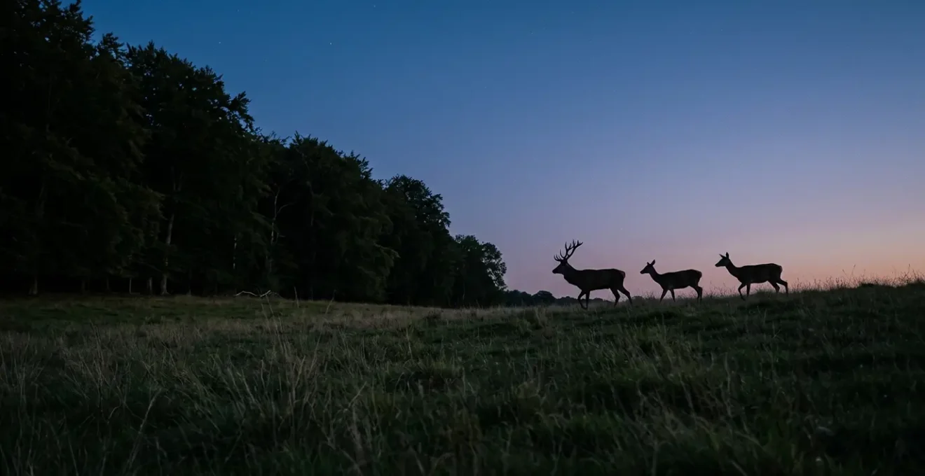 Atmospheric night scene in Danish deer park with silhouettes of red deer under moonlight and forest backdrop