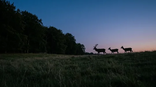 Atmospheric night scene in Danish deer park with silhouettes of red deer under moonlight and forest backdrop